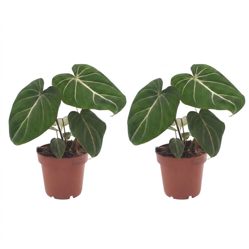 Gloriosum-Baumfreund – Philodendron gloriosum – Topf Ø12cm – Höhe 25cm – Dekorative Zimmerpflanze – Ansicht 2