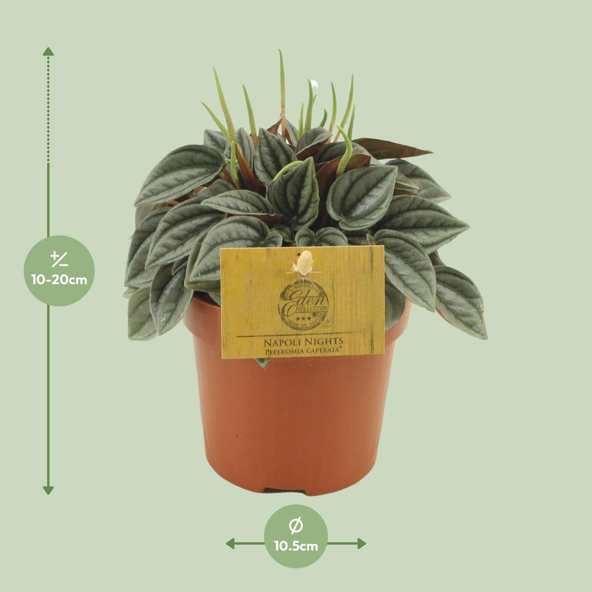 Peperomia Napoli Nights – Zimmerpflanze – Ø10,5cm – ca. 15cm hoch – Pflegeleichte, luftreinigende Sukkulente – Für Wohnung & Büro 