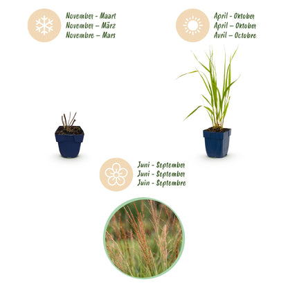 Pfeifengras 'Heidebraut' – Molinia caerulea 'Heidebraut' – 12 Pflanzen – Topf Ø11cm – Ansicht 4