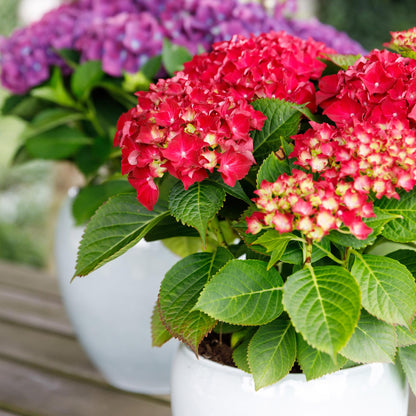 Hortensie Forever & Ever – Hydrangea macrophylla – Rot – Balkonpflanze – 7–12 Blüten – Im 23 cm Topf – Ca. 55 cm hoch – Für Terrasse, Balkon & Beet – Langanhaltende Blüte – Pflegeleicht 