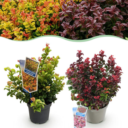 GreenboutiQ - Gartenpflanze - Leucothoe Curly Duo - Gelb & Rot - 2 Pflanzen - Immergrün - Pflegeleicht - Topf 17cm Höhe 40cm 