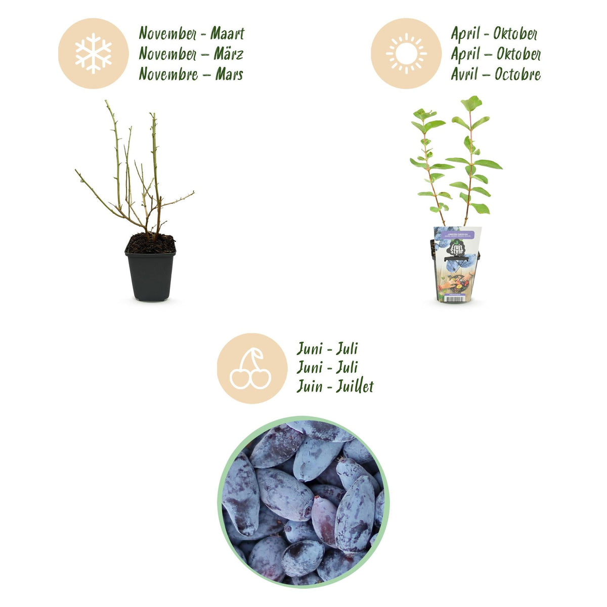 Honigbeere Lonicera caerulea Kamtschatica winterhart Ø9cm – Ansicht 11