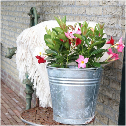 Dipladenia Pink – Mandevilla Pink – Kletterpflanze – Ø12cm – ↕25cm – 6 Pflanzen – blühfreudig & pflegeleicht – ideal für Balkon, Terrasse & Garten 