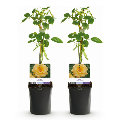 Kletterrose Rosa Spring Queen – Gelb – Pflegeleicht – 2 Pflanzen – 11cm x H40cm – Duftende Rosen für Garten, Balkon & Terrasse 