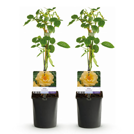 Kletterrose Rosa Spring Queen – Gelb – Pflegeleicht – 2 Pflanzen – 11cm x H40cm – Duftende Rosen für Garten, Balkon & Terrasse 