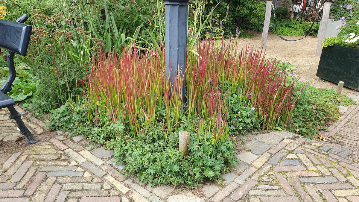 Japanisches Blutgras Imperata cylindrica 'Red Baron' – ↕10-25cm – Ø9cm – Ansicht 37