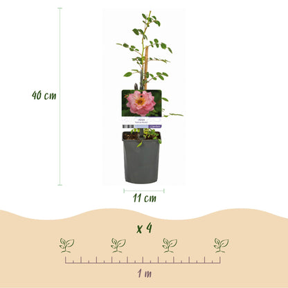 Kletterrose – Rosa Salmon Queen – Lachsrosa Blüten – 2 Pflanzen – 11cm – Höhe 40cm – Duftend & pflegeleicht – Blüte Juni bis Oktober 