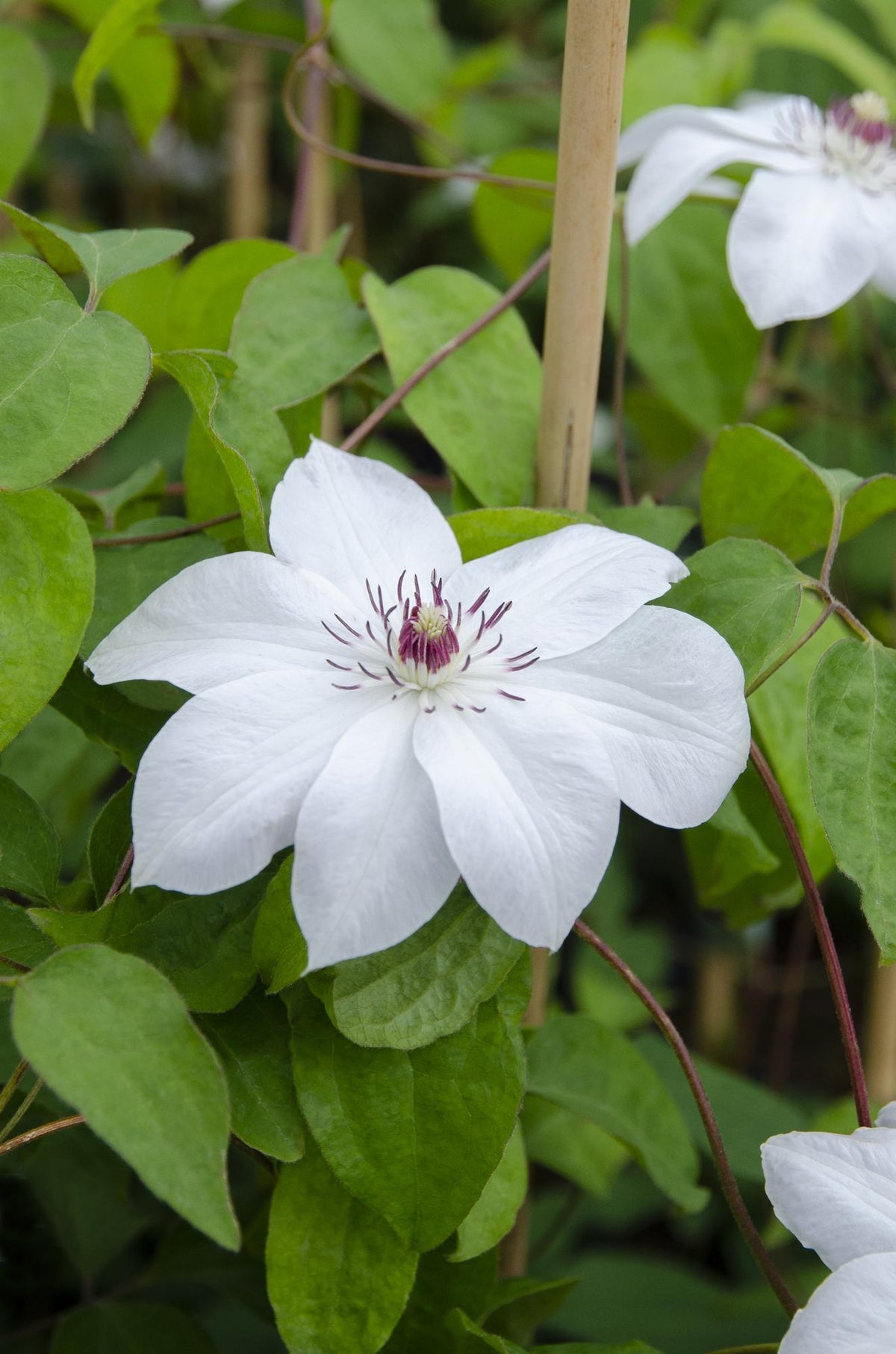 Waldrebe - Clematis Miss Bateman - Clematis Weiß - Ø15cm - ↕65cm 