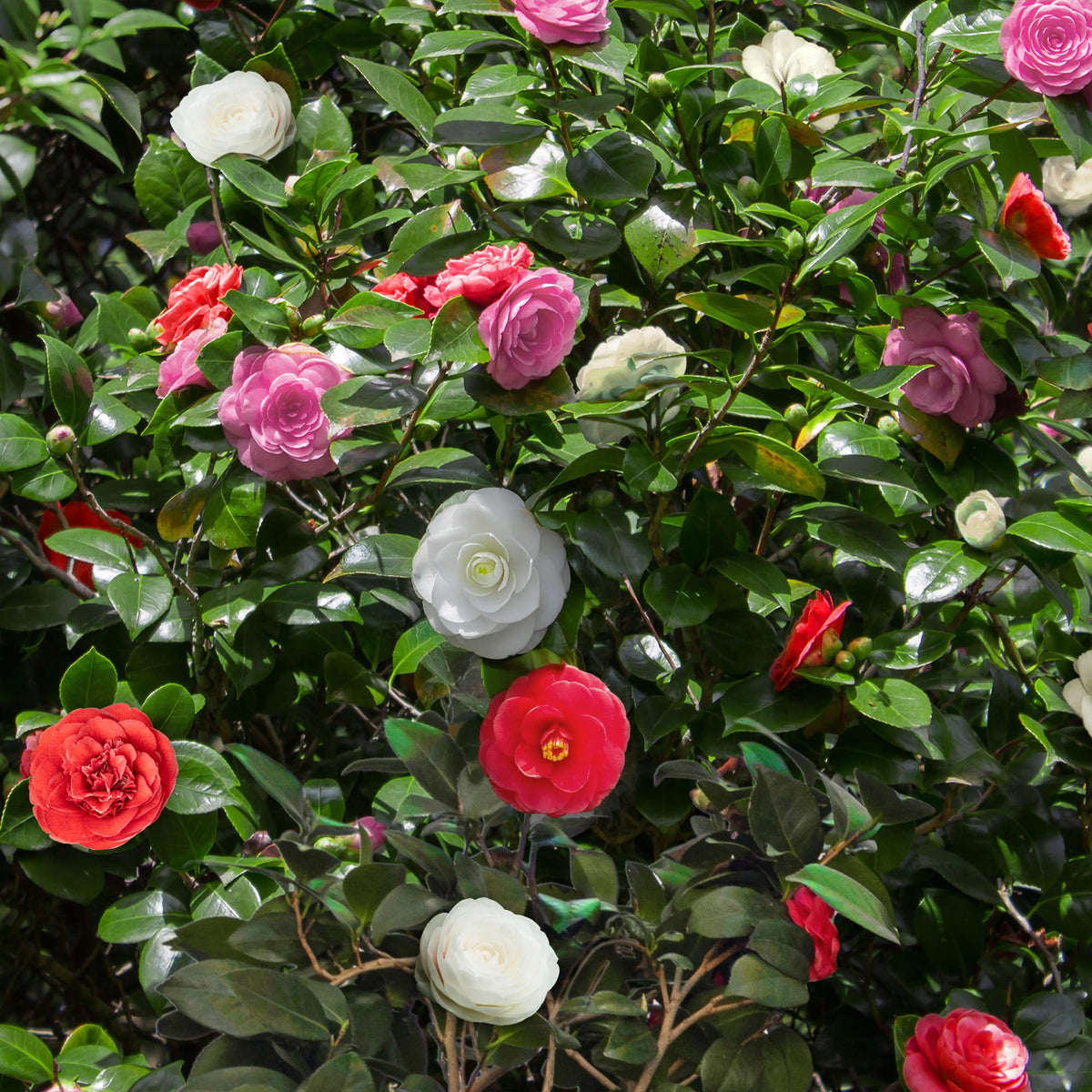 Kamelie Camellia japonica Tricolour – Strauch – Blüte Rosa, Weiß & Rot – Immergrün – 15cm Höhe 30cm – Für Garten & Terrasse 