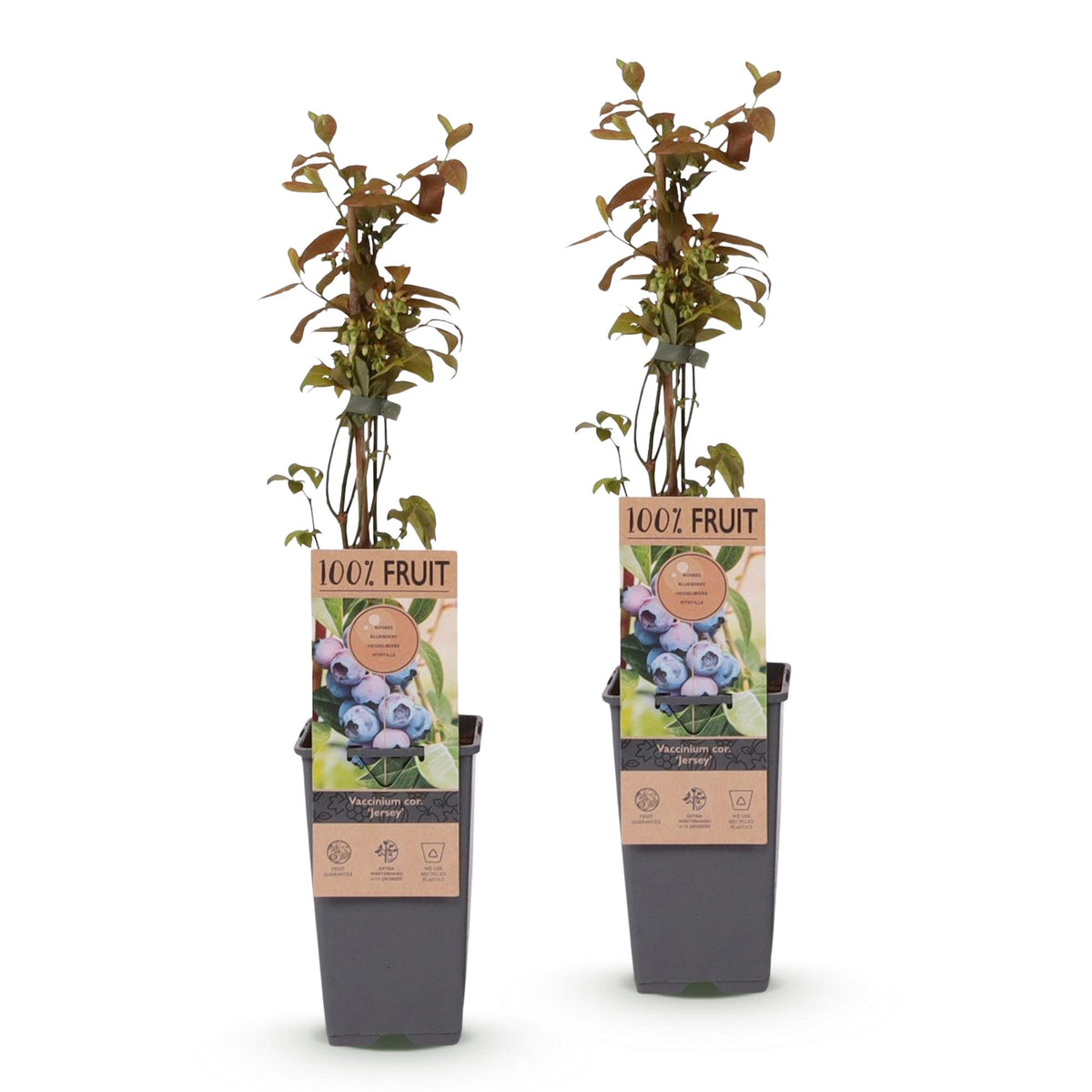 Green boutiQ - Fruit plant - Vaccinium corymbosum Jersey - Blueberry - Hardy - Blue Berry - 2 Plants - Pot 15cm - Height 50cm 