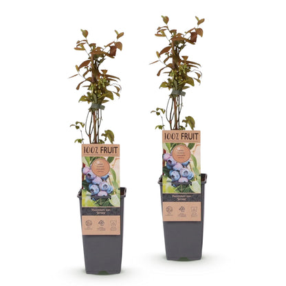 Green boutiQ - Fruit plant - Vaccinium corymbosum Jersey - Blueberry - Hardy - Blue Berry - 2 Plants - Pot 15cm - Height 50cm 