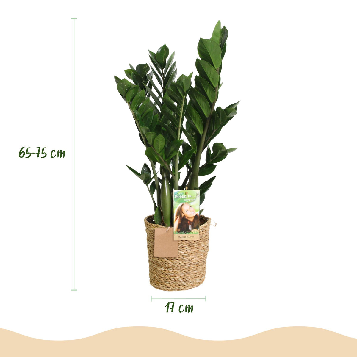 Green boutiQ - Zimmerpflanzen - Zamioculcas - ZZ-Pflanze - Wenig Pflege - mit Korb - Grün - 1 Pflanze - Topf 17cm - Höhe 65-75cm 