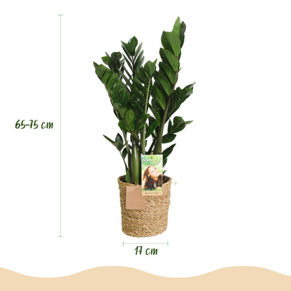 Green boutiQ - Zimmerpflanzen - Zamioculcas - ZZ-Pflanze - Wenig Pflege - mit Korb - Grün - 1 Pflanze - Topf 17cm - Höhe 65-75cm 