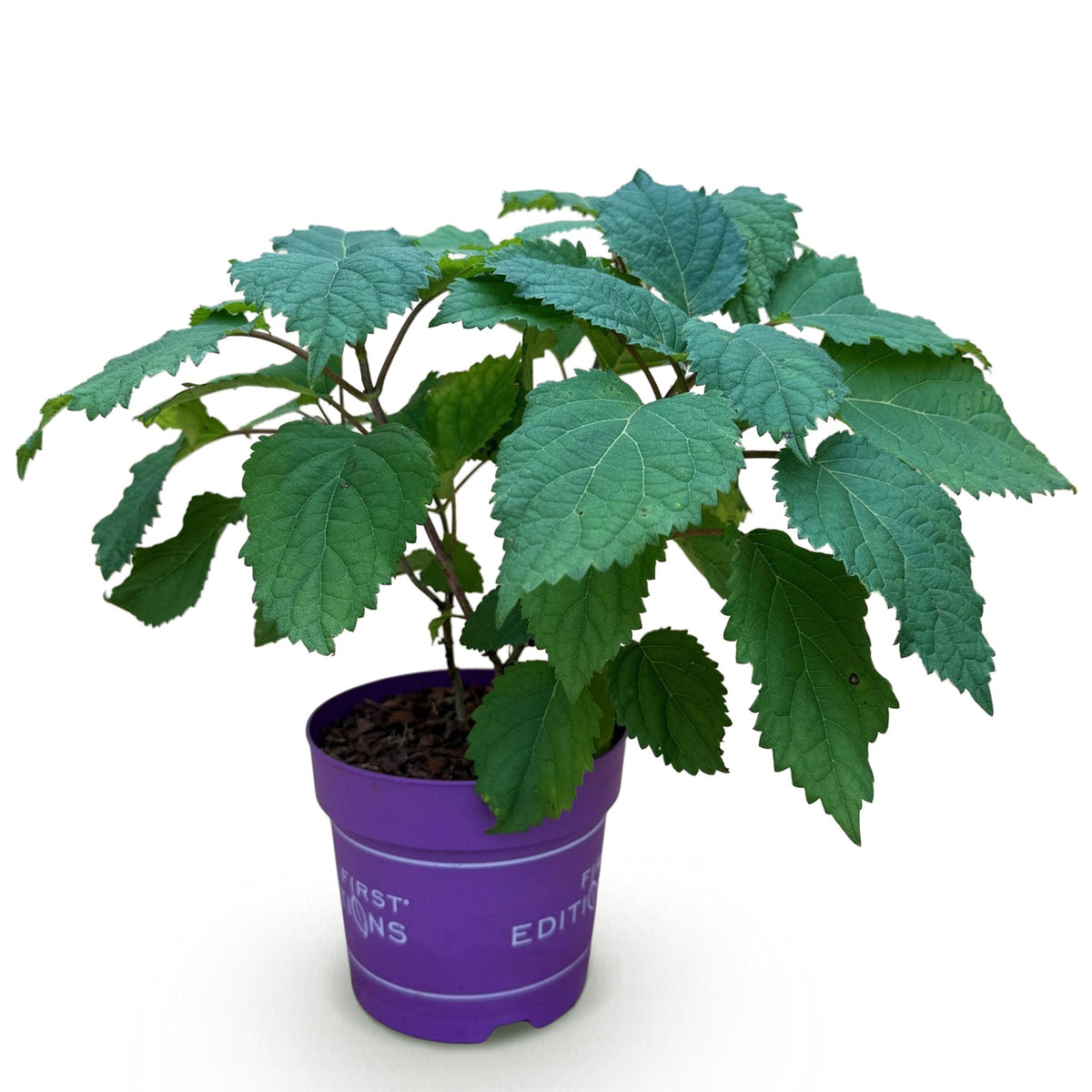 Green boutiQ - Gartenpflanze - Hydrangea arborescens FlowerWOW - Hortensie - Winterhart - Weiß - 1 Pflanze - Topf 14cm - Höhe 20-30cm 