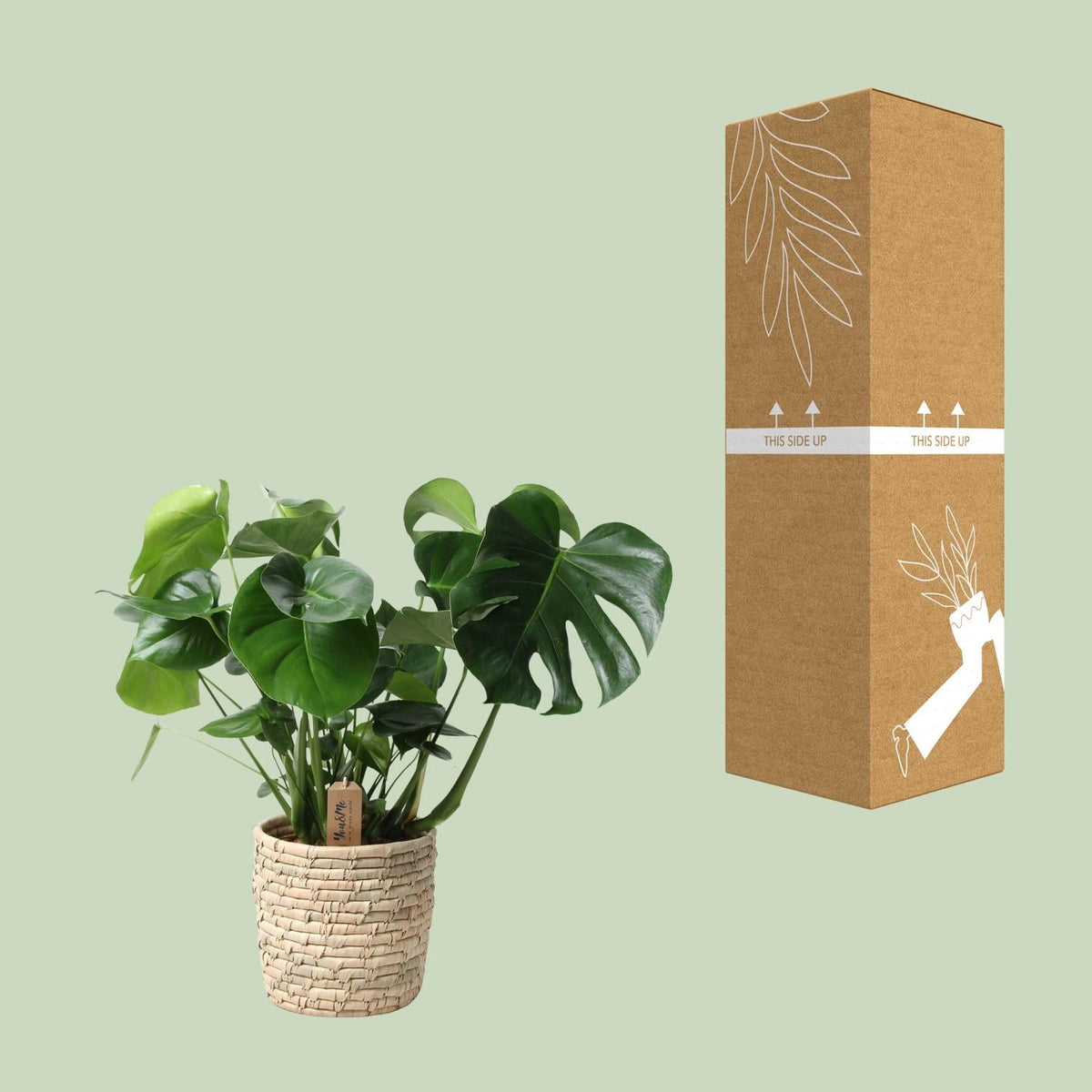 Monstera Deliciosa im Palmleaf Korb – Zimmerpflanze ca. 60cm – Ø21cm – Schweizer Käsepflanze mit durchbrochenem Laub – Tropischer Look & luftreinigend 