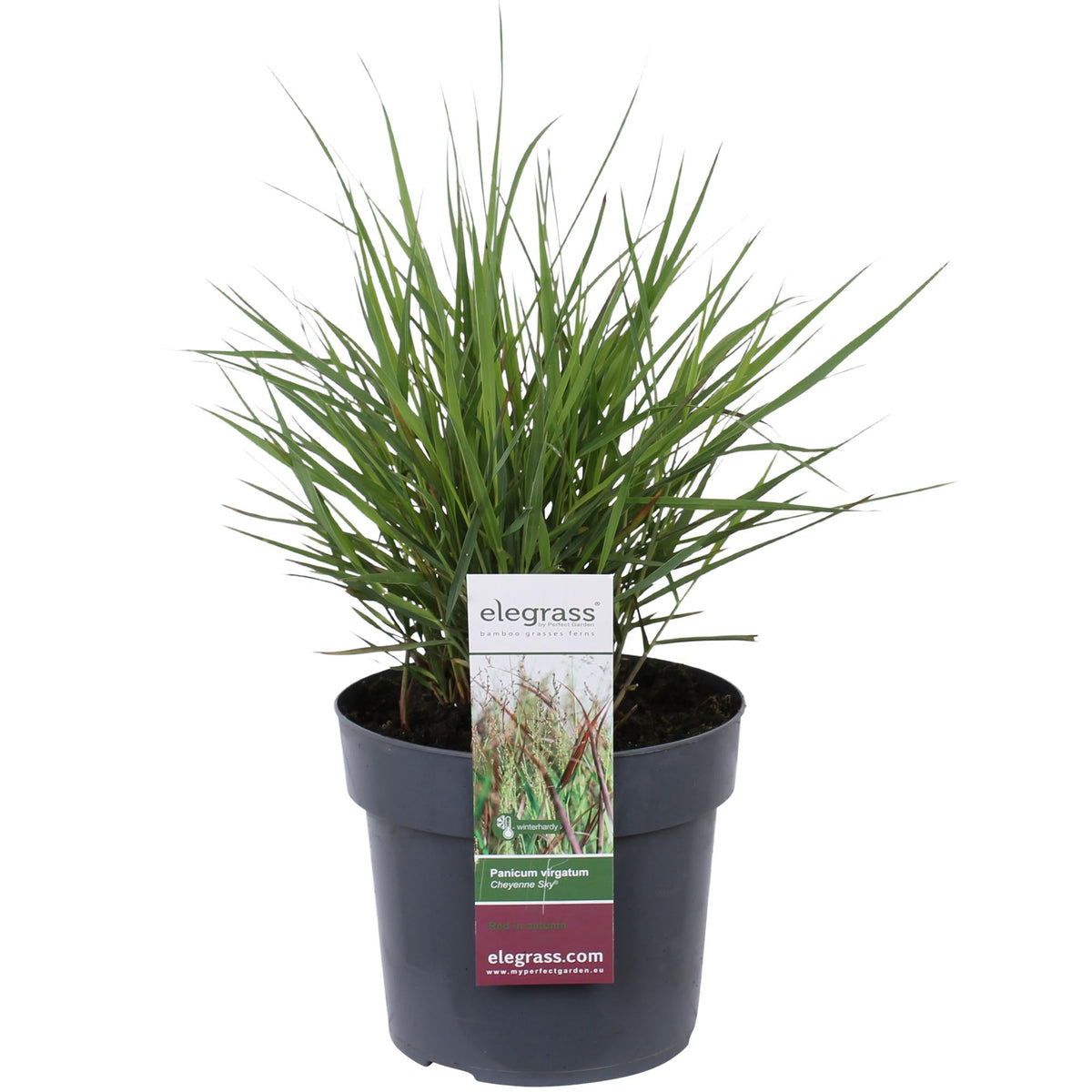 Garten-Rutenhirse - Panicum virgatum Cheyenne Sky - Ø23cm - ↕60cm - Ø19 - ↨50cm 