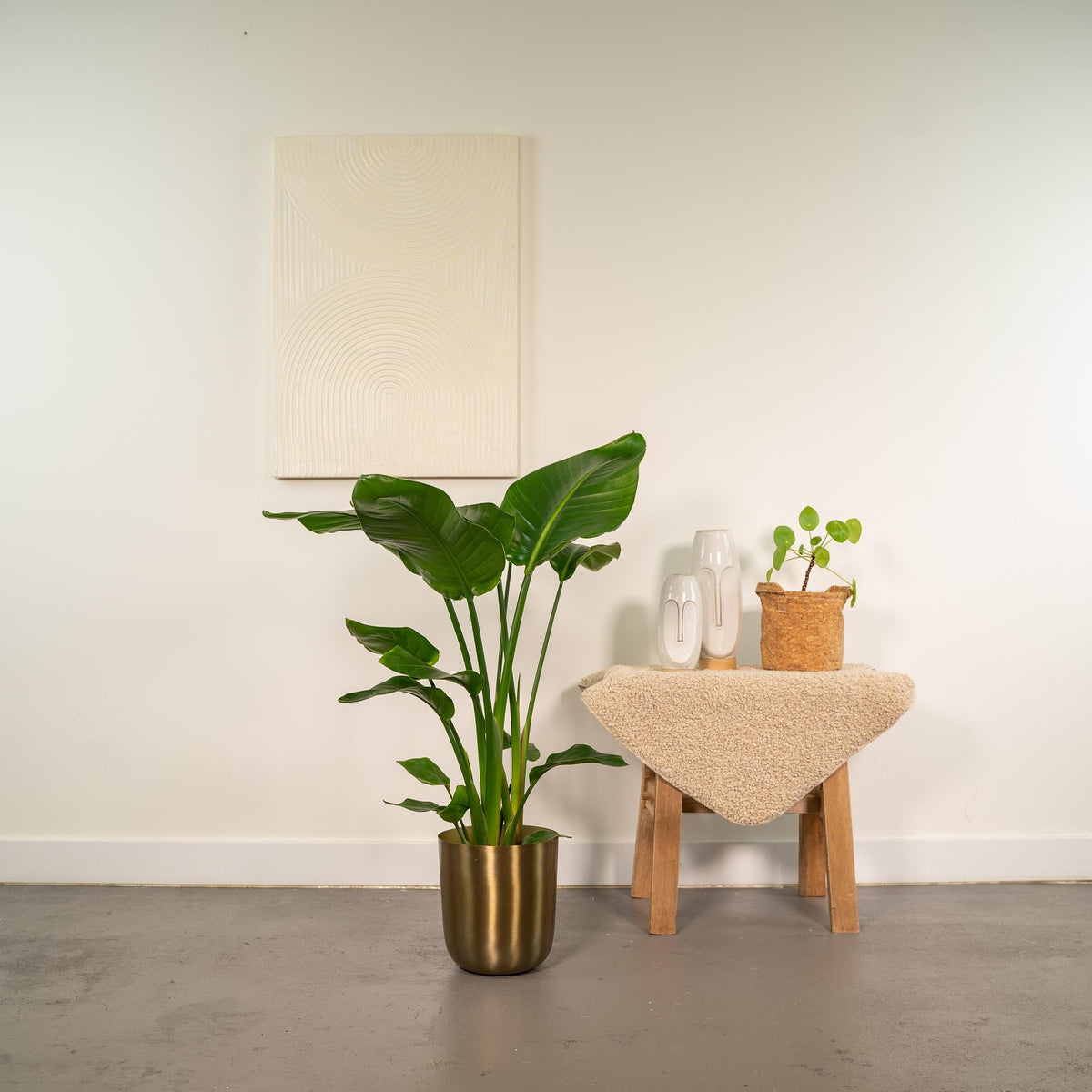 Strelitzia Nicolai - Ø19cm - ↕90cm + Topf Mayk Gold 