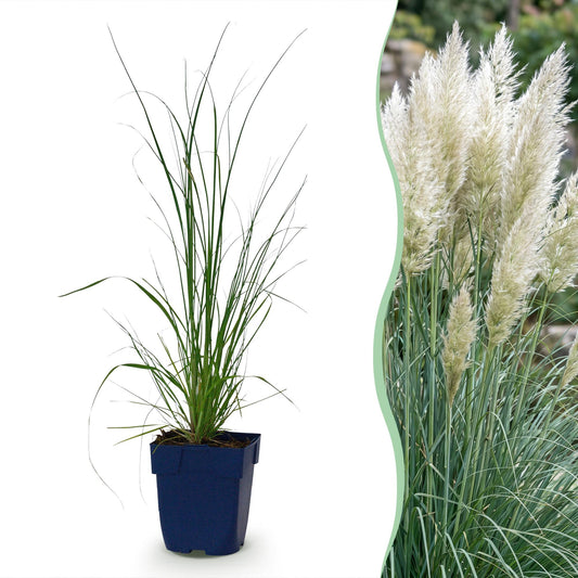 Zwerg-Pampasgras 'Pumila' – Cortaderia selloana 'Pumila' – 6 Pflanzen – Topf Ø11cm
