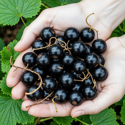 Jostabeere Ribes Josta winterhart 3 Pflanzen Ø9cm Höhe 30cm – Kreuzung aus Johannisbeere & Stachelbeere – Aromatische Beeren für Garten & Balkon 
