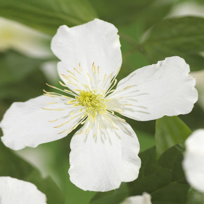 Kletterpflanze - Clematis montana Grandiflora - Blüte Weiß - Frühblühend - Pflegeleicht - 2 Pflanzen - Topf 11cm Höhe 40cm 