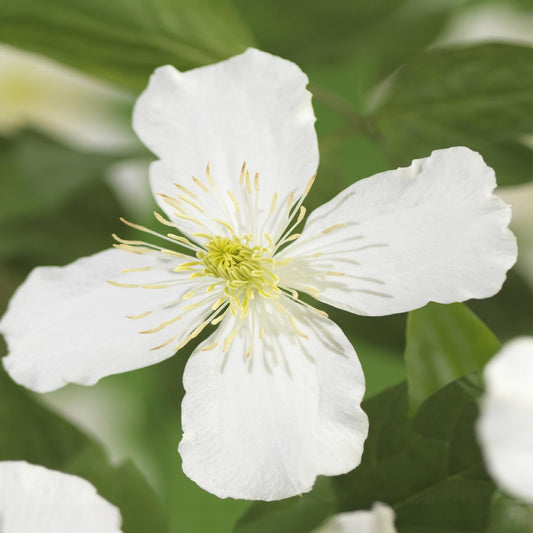 Kletterpflanze - Clematis montana Grandiflora - Blüte Weiß - Frühblühend - Pflegeleicht - 2 Pflanzen - Topf 11cm Höhe 40cm 