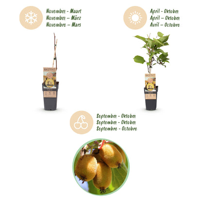 Green boutiQ - Obststrauch - Actinidia Weiki & Golden Kiwi - Kiwi-Pflanze - 1 Männlich - 3 Weiblich - Pflanzen - Gelb - Topf 15cm - Höhe 50cm 