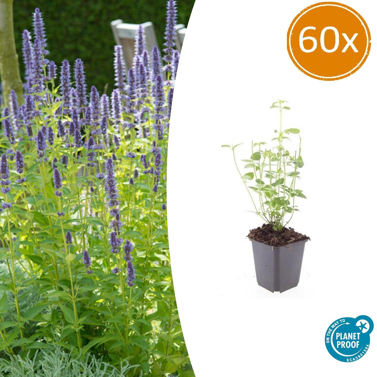Asiatische Duftnessel Agastache 'Black Adder' – Staude mit dunkelvioletten Blüten – Ø9cm – Ansicht 26