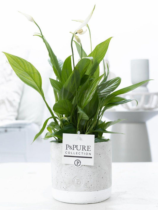 Spathiphyllum In P&PURE Jade Ceramics - Ø12cm - ↕35cm 