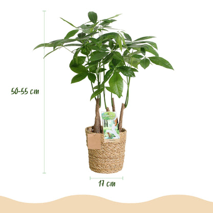 Glückskastanie Pachira Aquatica Mehrstammig – Geldbaum – 2 Pflanzen – 50–55cm – 17cm – Pflegeleichte Zimmerpflanzen mit handförmigen Blättern – Tropischer Glücksbaum inkl. Korb 