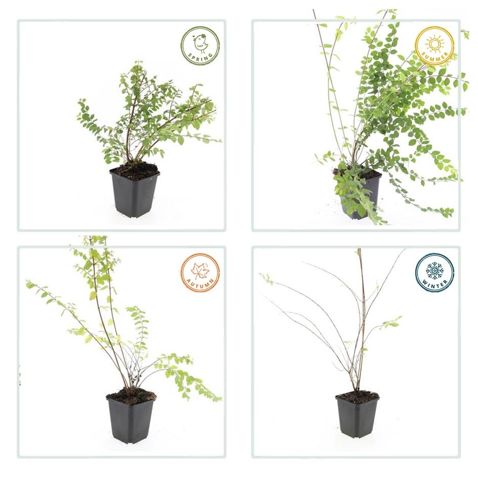 Niedrige Purpurbeere Symphoricarpos × chenaultii 'Hancock' – 24 Pflanzen – ↕10-25 cm – Ø9 cm – Winterharter Strauch – Weiße Blüten & Beeren – Pflegeleicht & Wetterbeständig 