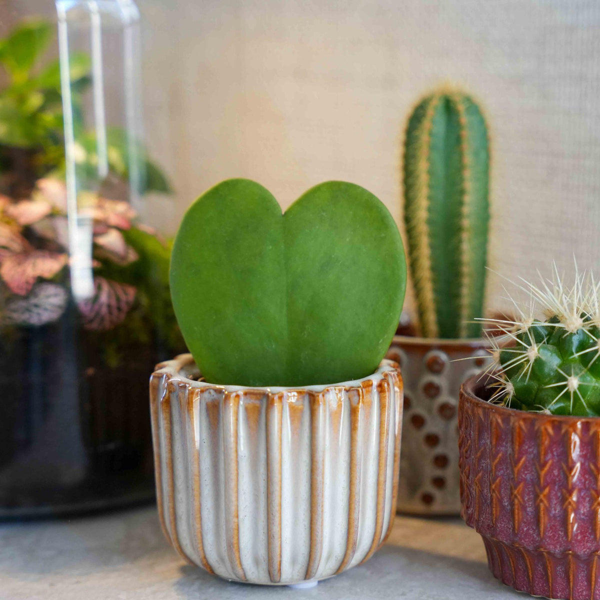 Cadeauset - Love Set - Hartjesplant, pot, wenskaart & geschenktasje 