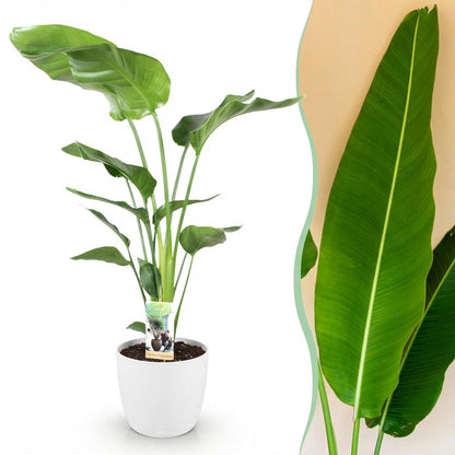 Green boutiQ - Zimmerpflanzen - Strelitzia Nicolai - Paradiesvogelblume - Geringer Pflegeaufwand - Grün - 1 Pflanze - mit Potter Weiß - Topf 21cm - Höhe 110-120cm 