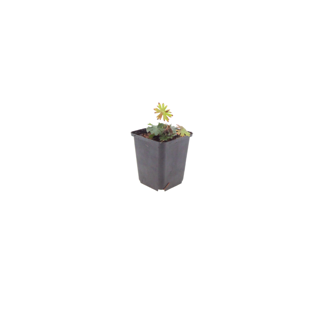 Geranium sanguineum Blut – Storchschnabel – 6 Pflanzen Ø9cm – Höhe10-25cm – Blühende Staude für Beet Steingarten Bodendecker