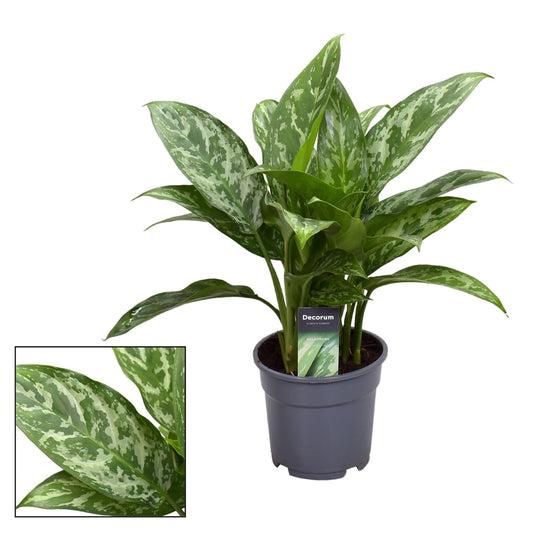Aglaonema Green Lady – Zimmerpflanze – Ø17cm – ↕60cm – Robuste Blattschmuckpflanze mit frischem Grün – Pflegeleicht & luftreinigend – Für Wohnräume & Büros 
