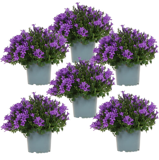 Campanula Addenda - Glockenblume lila Topfgröße 12cm - 1m2 Bodendecker - 6 Pflanzen - Ambella Lila - Winterhart 