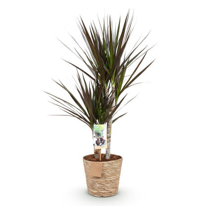 Green boutiQ - Zimmerpflanzen - Dracaena Magenta - Drachenbaum - Wenig Pflege - mit Korb - Rot - 1 Pflanze - Topf 17cm - Höhe 70-80cm 