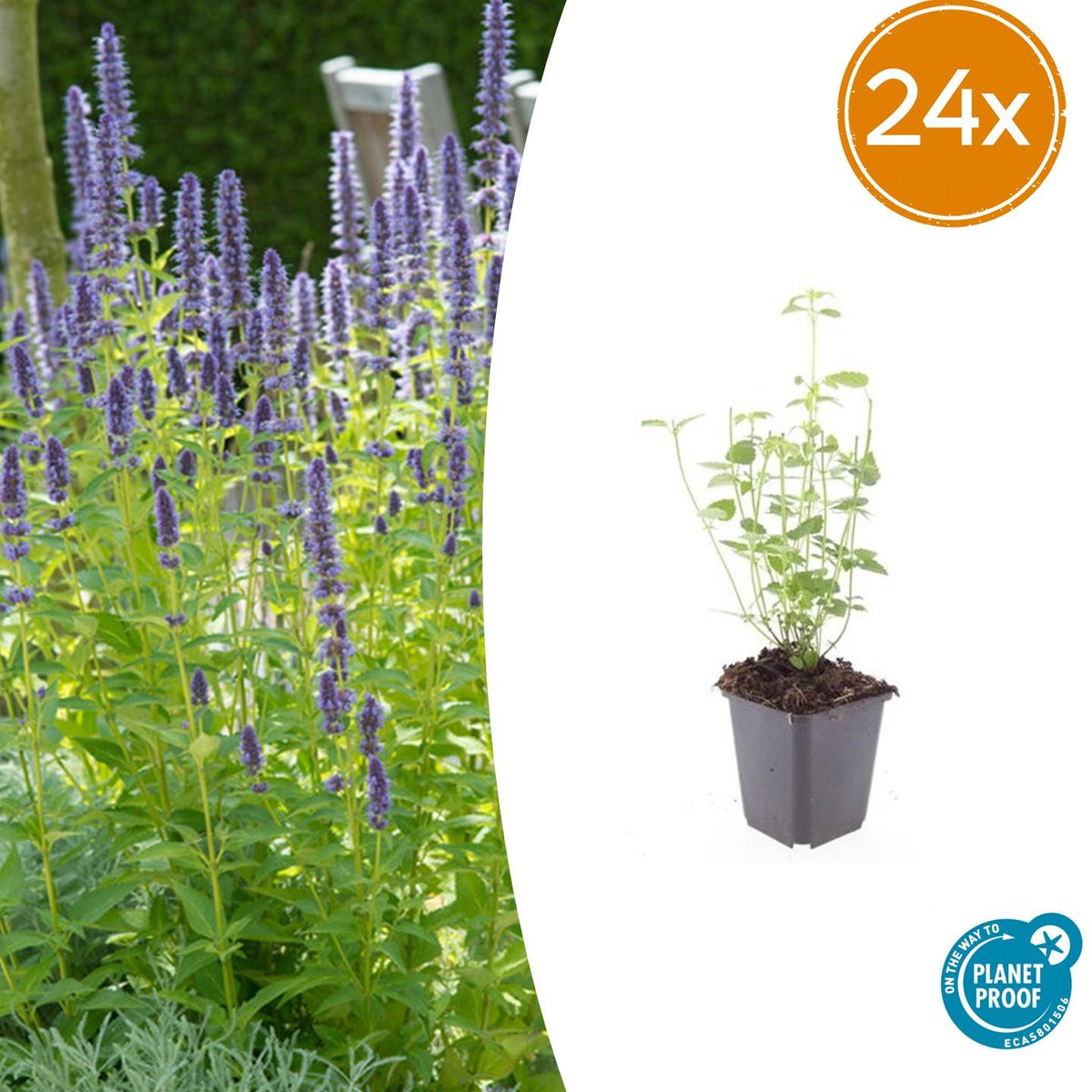 Asiatische Duftnessel Agastache 'Black Adder' – Staude mit dunkelvioletten Blüten – Ø9cm – Ansicht 14