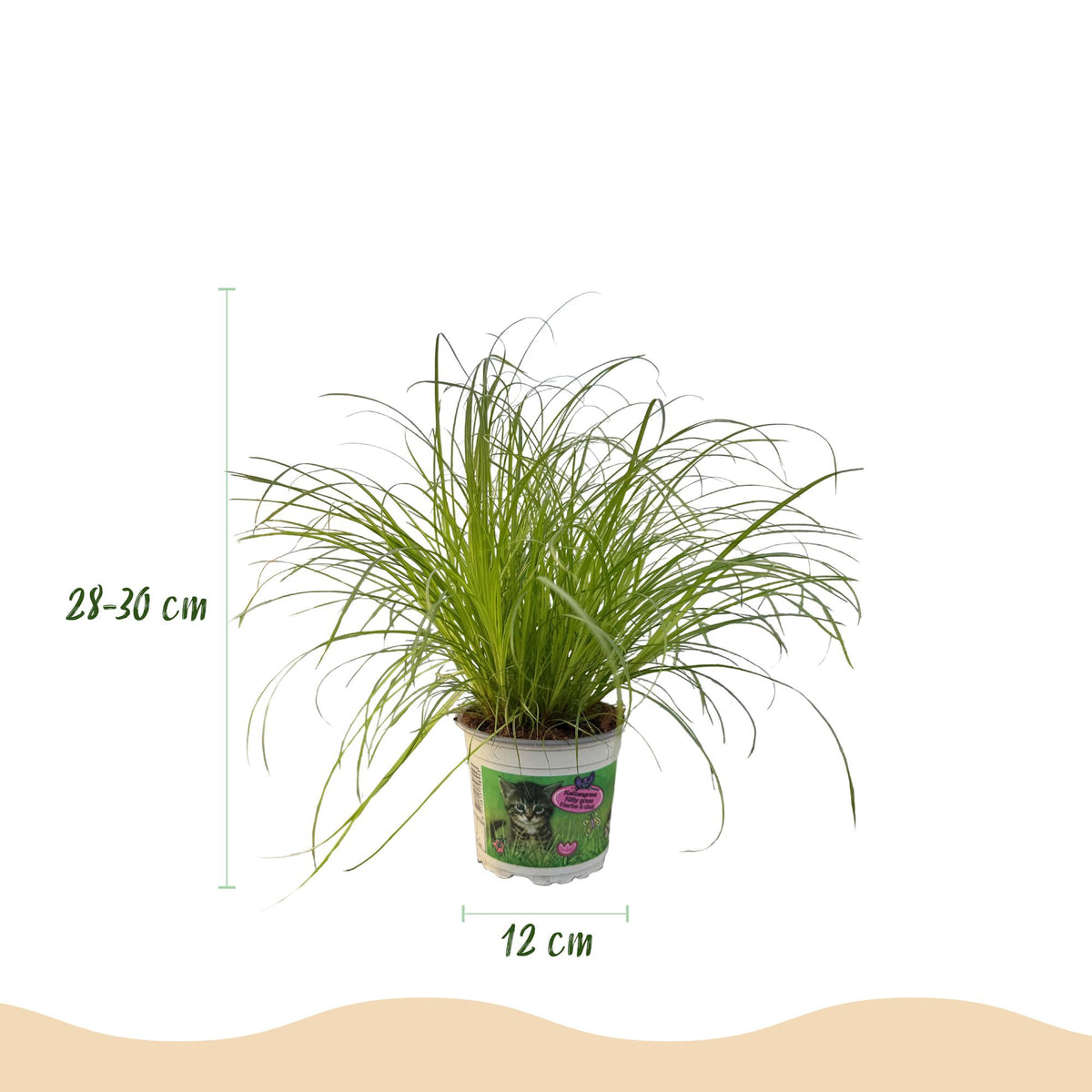 Cyperus alternifolius Zumula Katzenpflanze – Haustierfreundliche Zimmerpflanze 12cm – Höhe ca.20cm – Dekorative Grünpflanze für Wohnzimmer Büro & Fensterbank - Oasis of Life