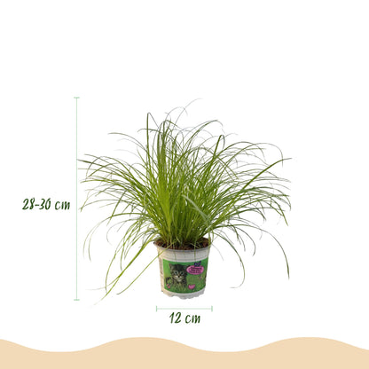 Cyperus alternifolius Zumula Katzenpflanze – Haustierfreundliche Zimmerpflanze 12cm – Höhe ca.20cm – Dekorative Grünpflanze für Wohnzimmer Büro & Fensterbank - Oasis of Life
