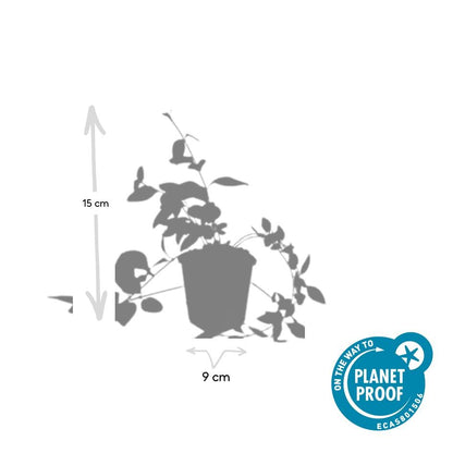 Großblättriges Immergrün Vinca major 'Alba' – Bodendecker – Ø9cm – ↕10-25cm – Weiße Blüten – pflegeleicht – Ansicht 16