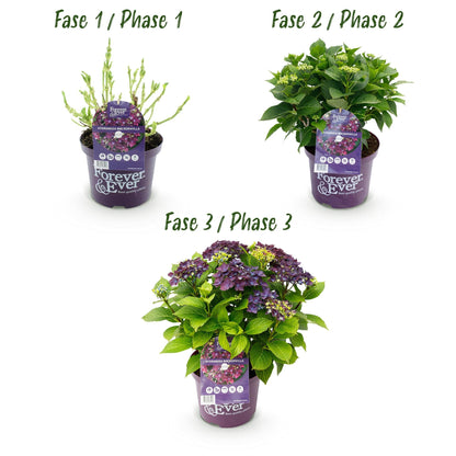 Hortensie Forever & Ever Lila – Hydrangea macrophylla – Lila – Balkonpflanze – Im 23 cm Topf – Ca. 55 cm hoch – 7–12 Blüten – Für Balkon, Terrasse & Beet – Robust & Langblühend 