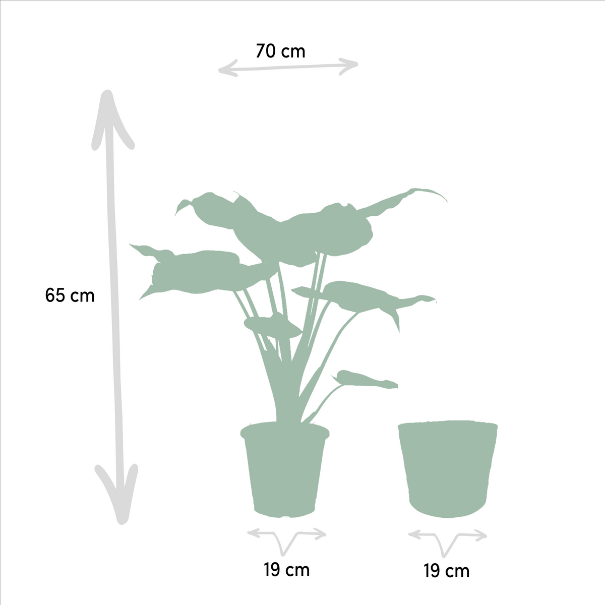 Alocasia Cucullata – Pfeilblatt – Zimmerpflanze – Ø19 cm – ↕65 cm – Mit Korb Selin – Elefantenohr – Luftreinigend – Tropisches Flair 