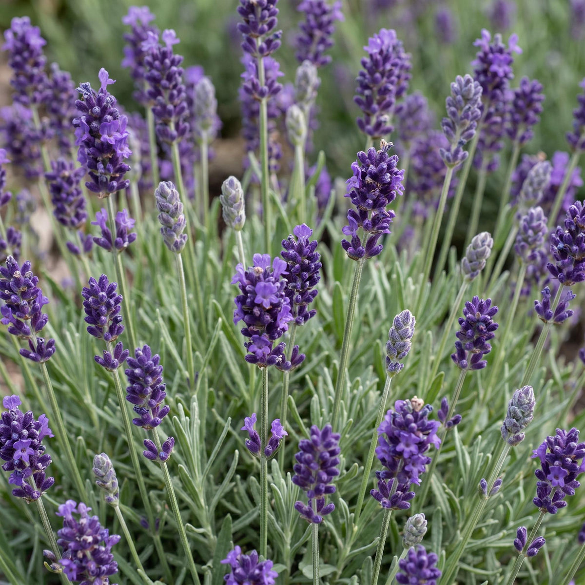 Lavendel 'Munstead' – Lavandula angustifolia 'Munstead' – 6 Pflanzen – Topf Ø11cm – Ansicht 5