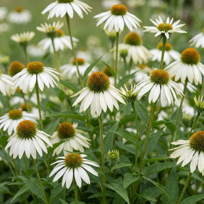 Sonnenhut 'Alba' (weiß) – Echinacea purpurea 'Alba' – Topf Ø11cm – Ansicht 5