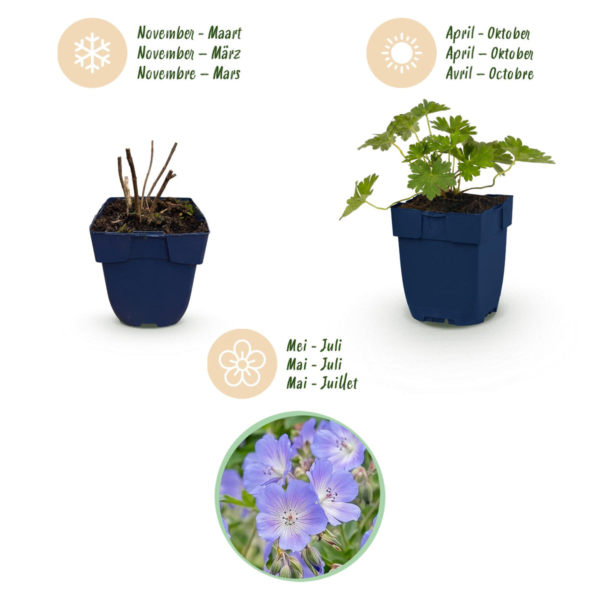 Storchschnabel 'Rozanne' – Geranium 'Rozanne' – Topf Ø11cm – Bienenfreundliche Staude für Garten & Balkon – Ansicht 4