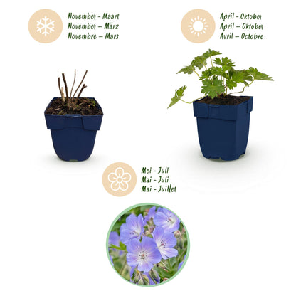 Storchschnabel 'Rozanne' – Geranium 'Rozanne' – Topf Ø11cm – Bienenfreundliche Staude für Garten & Balkon – Ansicht 4