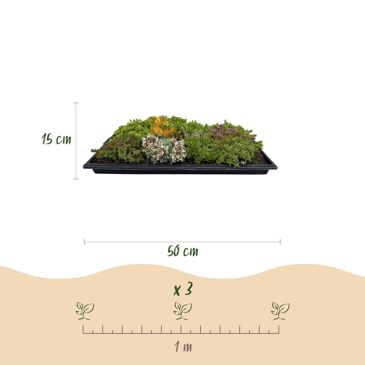 GreenboutiQ - Bodendecker - Winterhart - Sedummatte - Besteht aus 10 Sorten - X4 - Wenig Pflege - Länge 50cm Breite 30cm 