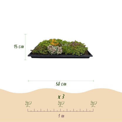 GreenboutiQ - Bodendecker - Winterhart - Sedummatte - Besteht aus 10 Sorten - X4 - Wenig Pflege - Länge 50cm Breite 30cm 
