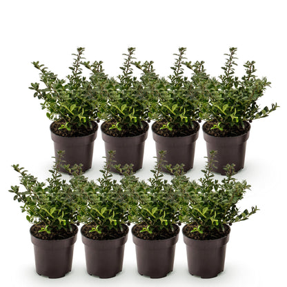 Japanische Stechpalme 'Stokes' – Ilex crenata 'Stokes' – 8 Heckenpflanzen – Topf Ø9cm – Höhe 20-30cm – Ansicht 2