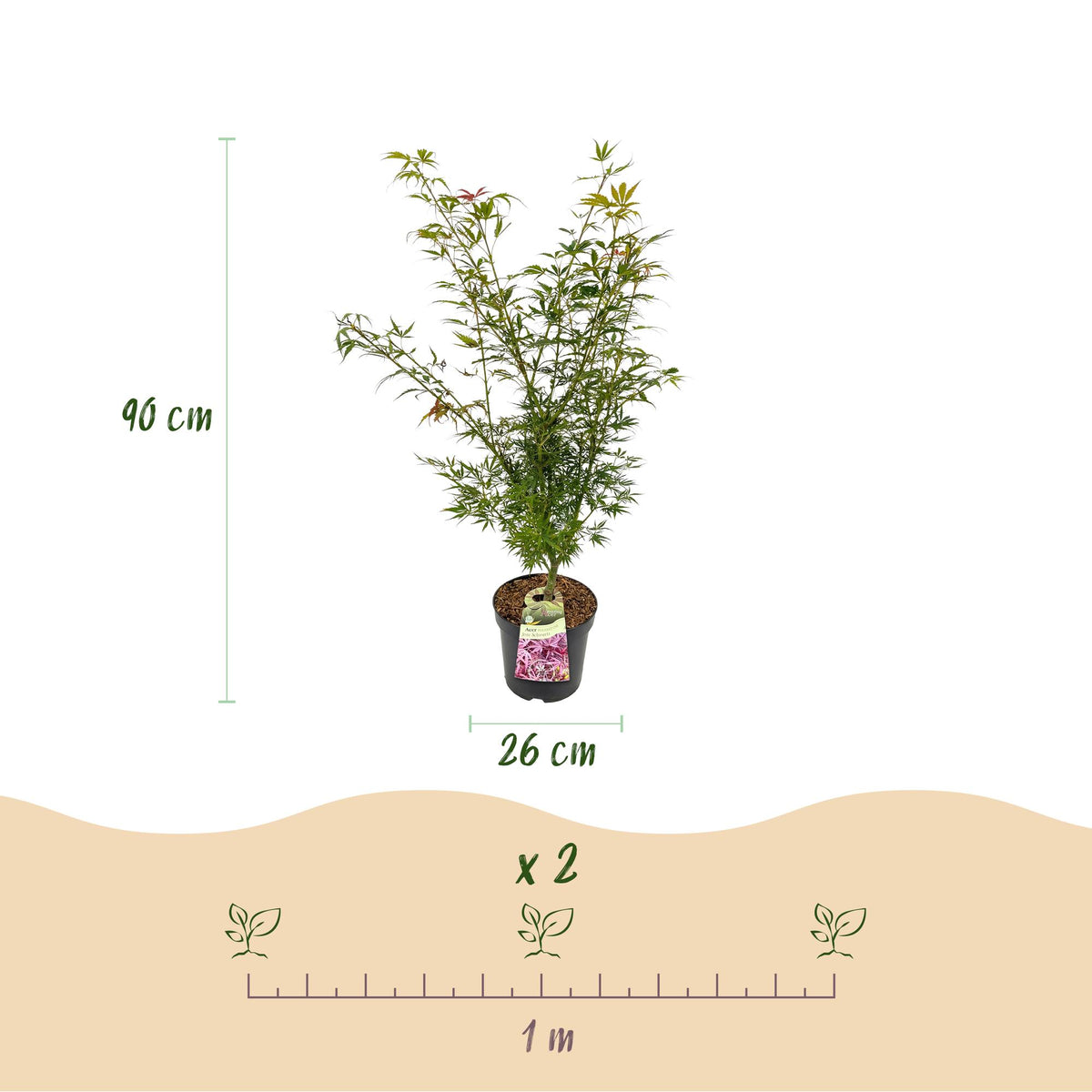 Green boutiQ - Gartenpflanze - Acer palmatum Jerre Swarts - Japanischer Ahorn - Laubabwerfend - Orange-Rot - 1 - Topf 26cm - Höhe 90cm 